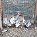 한종농장 이미지