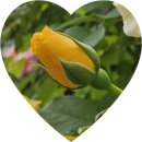 동탄역한화스타공인중개사사무소 | 5월의 봄 꽃은 가고 봄의 끝자락에서 여름 꽃과 벌들이 함께 손님과 정원에서 춤을 춘다.