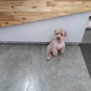 쥬티 펫 이미지