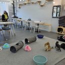 묘냥묘냥 이미지