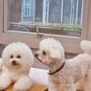 밀독(MILLDOG) 이미지