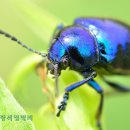 자연청람 이미지