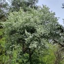 저희집 보물나무 1호, 꽃 나무들 구경하세요~~ 이미지