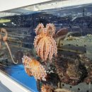 싱싱해물탕 이미지