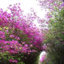 백양산임도(2) 이미지