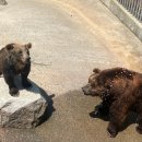 세종 가볼만한곳 추천! 정성과 품격이 느껴지는 베어트리파크 후기🐻🌳