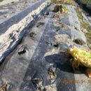 삼안농장 이미지