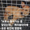 "보호소 들어가는 줄 알았는데..." 케이블타이에 꽁꽁 묶인채 땡볕에 방치된 유기견들 이미지