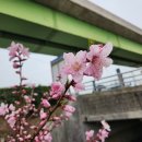 등구목장 Daum카페