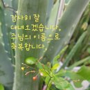 임마누엘광고 이미지