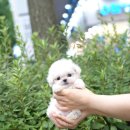 유어펫 강아지분양 고양이분양 본점 이미지