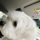 로이동물병원 이미지