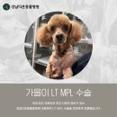 강남다온동물병원 가을이 LT MPL 수술 후기