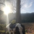 탑(TOP) 승마클럽 이미지