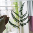시들지 않는 식물 투명액자 만들기 이미지