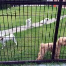 하나켄넬 이미지