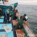 동해-단속-23 이미지