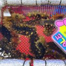 삼척바다향펜션 | 삼척 중앙시장 횟집 바다회활어 싱싱한 회, 해산물 맛집