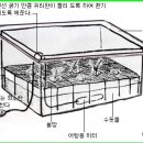 한국춘란(韓國春蘭) 화경(花莖)의 기본 관리/04(한번기76) 이미지