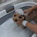멍데이(meongday) 네이버블로그