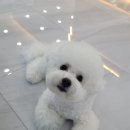 미소짓개 이미지