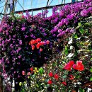 사랑과 행복의 메신저 부겐빌레아(Bougainvillea) 이미지