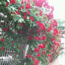 보리수 열매주 입니다 덤으로 미니 장미꽃도..... 이미지