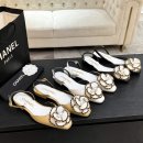 까멜리아 이미지