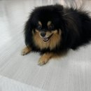 뒹굴뒹굴고양이