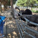 39개월 아이와 청주 마부농원｜웃고 뛰고 울었던 물놀이, 사파리투어 4시간 순삭 후기