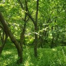 압록유원지 이미지