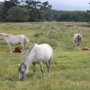 종화목장 이미지