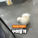 꾸며줄개 이미지