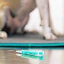 에스동물암센터 이미지