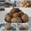 맛있는 쌀 여주쌀 진상미 10kg 여름철 쌀 보관방법 밥 짓는법 물양 이미지