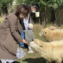 호야목장 이미지