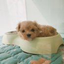 푸른들축산 | 강서구강아지분양 동물병원분양 찾는 이유가 있었어요