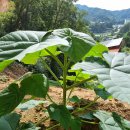 오동슈퍼 이미지