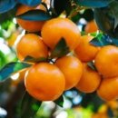 우영농원 이미지