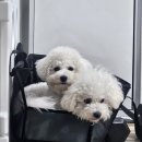 멈머 | [용품리뷰]강아지 여름용 이동 가방 ' 멈머 원디백 내 돈 내산 후기' 7kg 비숑 사용