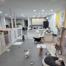 메가펫 애견호텔 이미지