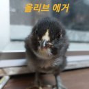 🐤올리브 에거~ 💙💖 이미지