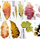 김파래목(Bangiales)에 속하는 홍조류 방사무늬김 (Neopyroria yezoensis) 이미지