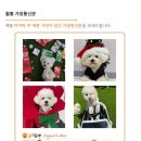 놀러오개 애견유치원 애견호텔 북위례 하남점 이미지