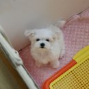 낑깡이랑 이미지