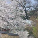 은해사 벚꽃길 이미지