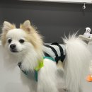 강아지 커스텀키링 주문제작 키링 키미토이 내돈내산 구매후기