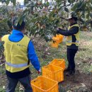 단감농장 이미지