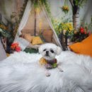 아라i동물병원 | 알려드림:제주에서 반려동물 케어는? 지금알려줄게 <따라와> 아라I동물병원, 소락하개