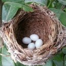 둥지농장 이미지